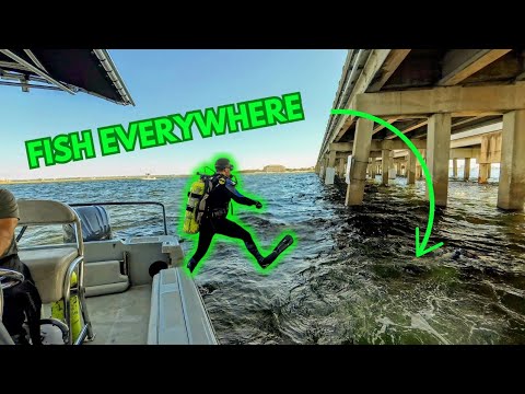 Diving the east