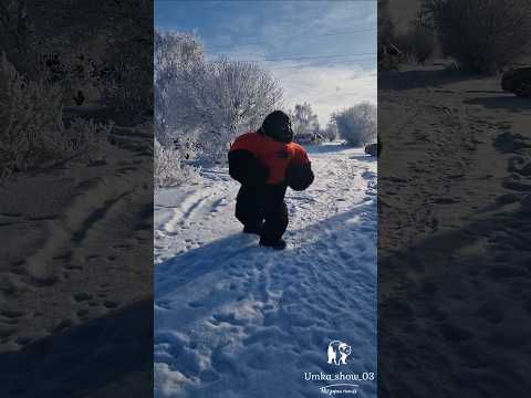 Улетное поздравления/ Горилла посетил с.Шалкар 🤩. #shorts