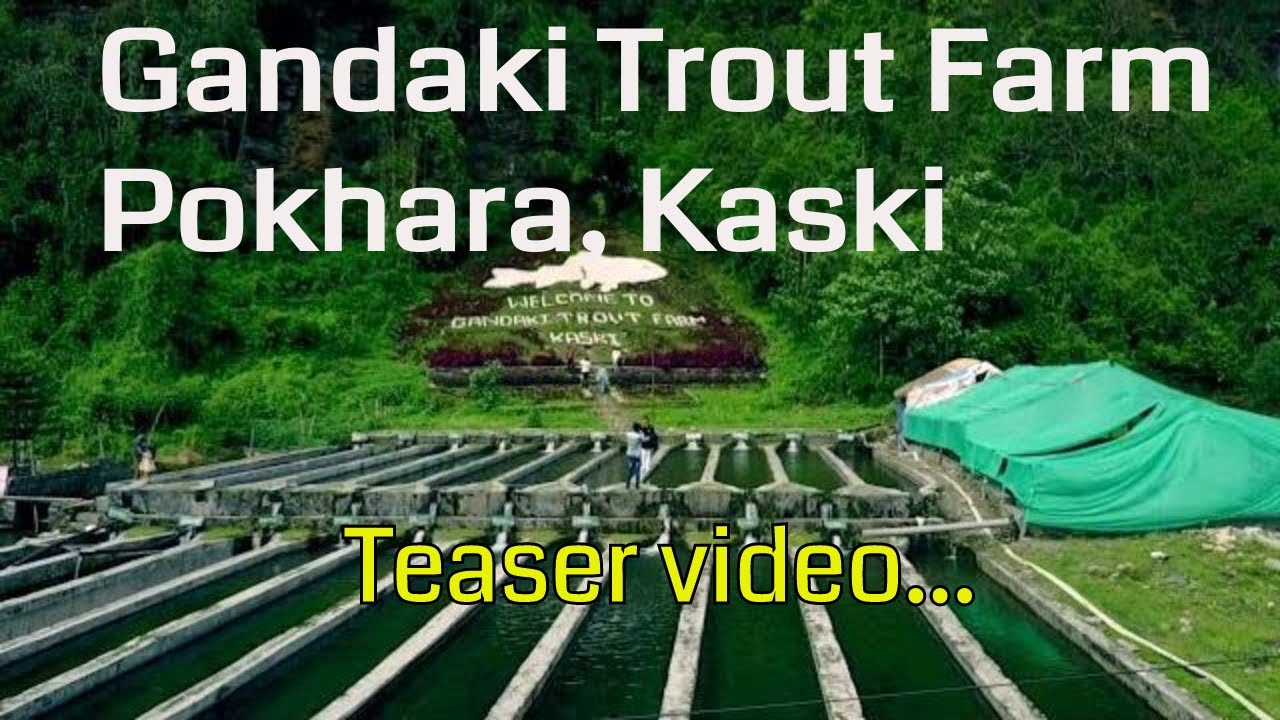 Gandaki Rainbow Trout Fish Farm a Popular Fish Farm in Nepal YouTube