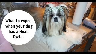 what to expect when dog is in heat
