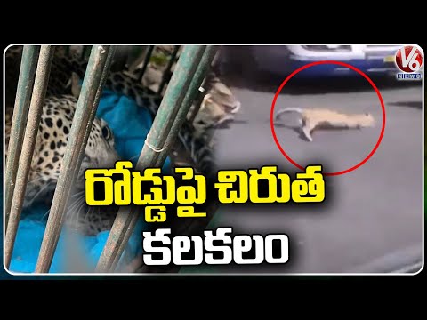 Leopard Attacks In Forest Area Road At Bangalore | V6 News - V6NEWSTELUGU