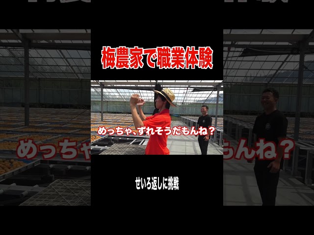 梅干しが出来るまでの過程を体験したら想像以上の過酷さだった、、、