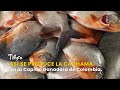 Así se Produce la Cachama en la Capital Ganadera de Colombia - TvAgro por Juan Gonzalo Angel