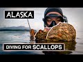 Freediving for scallops in alaska  kimi werner  spearfishing  recipe  catch and cook