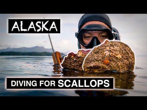 Freediving for scallops in Alaska - Kimi Werner - Spearfishing - Recipe - Catch and Cook