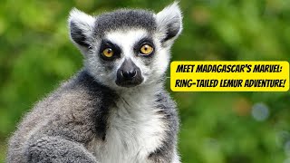 The Fascinating World of Ring-Tailed Lemurs #lemur #animals #wildlife by Animal Facts Hub 181 views 1 month ago 2 minutes, 41 seconds