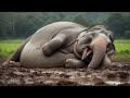 Pregnancy Elephant rescued by doctor from mud