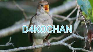 MASTERAN SIKATAN LONDO / NIGHTINGALE DURASI PANJANG
