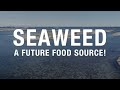 SEAWEED: A future food source!