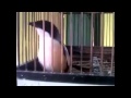 Pentet Gacor Super Jos Pentet Gacor Super Jos Pentet Juara Nasional Pentet Cendet Ga Mp3 - Mp4 Download