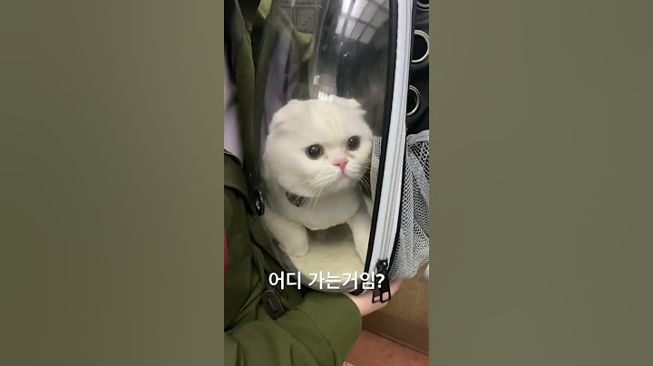 #고양이 #가방 #모모 #스코티쉬폴드