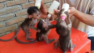 3 baby monkeys came into my house andasked for food