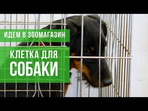 Идем в зоомагазин.