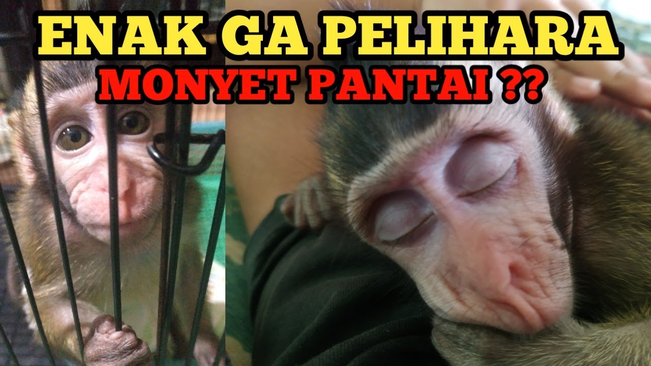 PENGALAMAN PELIHARA MONYET PANTAI (MONKEY)