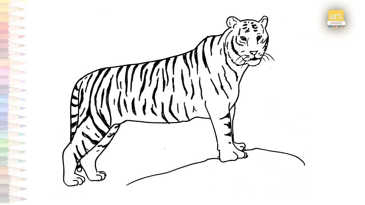 Tiger easy drawing | dibujo de tigre | How to draw A Tiger step by ...