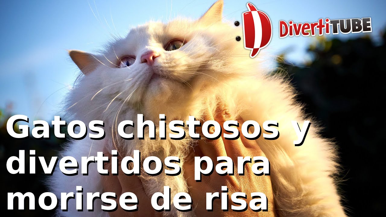 gatos divertidos, gatos chistosos, gatos chistosos y divertidos, gatos di.....