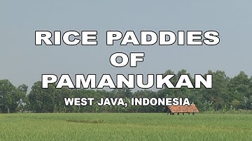 Rice Paddies of Pamanukan - Subang, West Java, Indonesia