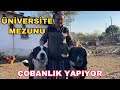 2 ÜNİVERSİTE MEZUNU KADIN ÇOBAN | AYSUN ABLA | ON PARMAĞINDA ON MARİFET