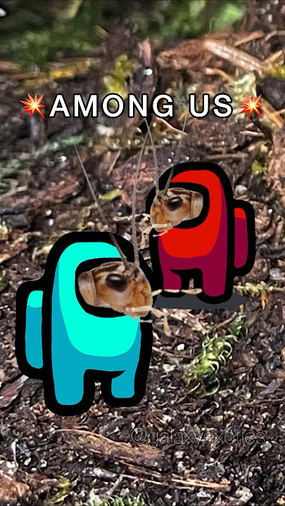 ANOTHER DAY, ANOTHER VICTORY FOR THE OG! #fortnite #fortniteog #amongus
