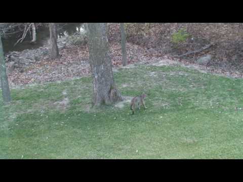 Bobcats vs Coyote