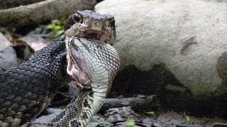 Cottonmouth vs Rattlesnake 03 - Cottonmouth Kills & Eats Rattlesnake