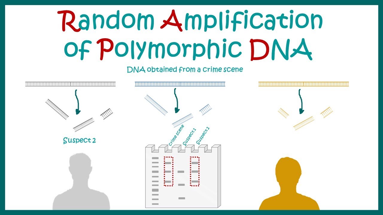 Random Amplification Of Polymorphic DNA RAPD Principle random-amplification-of-polymorphic-dna-rapd-principle