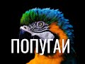 ПОПУГАИ / PARROTS