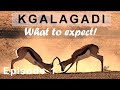 KGALAGADI 2023 Episode 1 - Are there still animals? Watch till the end to see my take on the animals