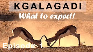 KGALAGADI 2023 Episode 1 - Are there still animals? Watch till the end to see my take on the animals