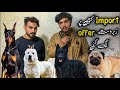 College Road Rawalpindi | Big Offer On Import Dog | Shahzain Animals Vlogs