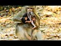 THE MISERABLE LIFE OF BABY MONKEY ANISSA _ WHY BAD KING ARON DID TO DO THIS ON POOREST ANISSA?