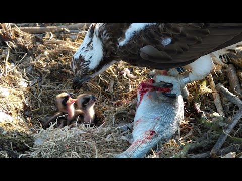 Videó: Pet Scoop: Osprey csajok kikelnek a kamerán, tanulmányok találják az apinák hőmérsékletét