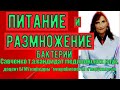 Питание и размножение бактерий