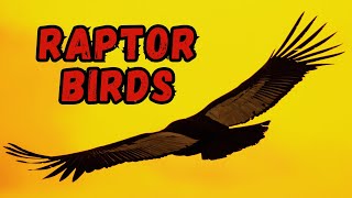 20 Birds of Prey & What Makes Them Raptors