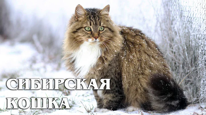 Video 11488231: siberian cat breed, siberian cat facts, animals compilation