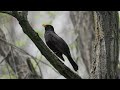 Песня черного дрозда (Common blackbird, Turdus merula)