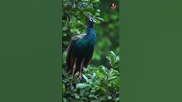 The confusing behavior of animals All animals are created equal Wonderful animals