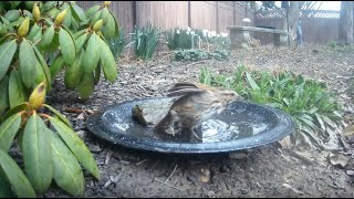 Bird Bath, March 15, 2024 (3/3) by Alex P 340 views 1 month ago 3 minutes, 5 seconds