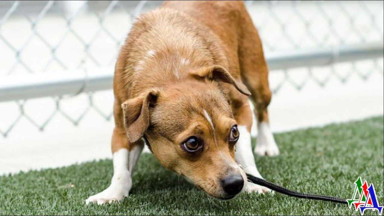 Маленький щенок, испуганно прижав уши и хвостик, бегал от машины к ...