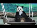 20240219 圓寶打食好厲害 灰罐搖籃推下來(午餐) Giant Panda Yuan Bao
