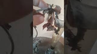 Kohleria öldü  demeyin ölmez 😄😄