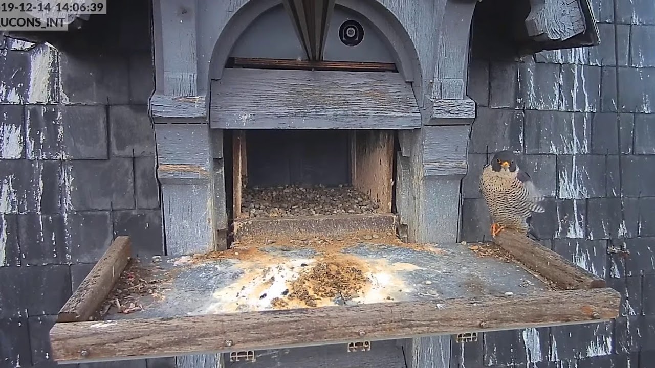 Faucons Pèlerins Illkirch En Direct Youtube Gratuit
