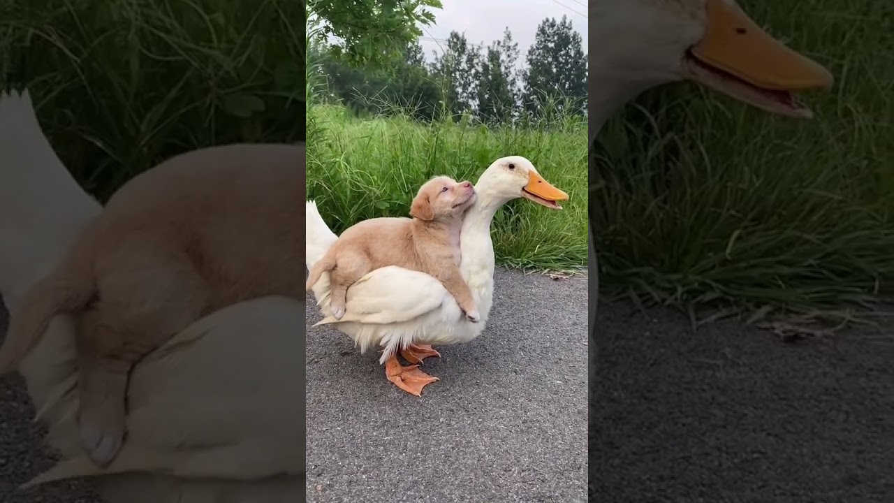 🐕Subscribe🦆 #cute #dog #shorts
