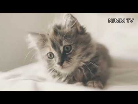 Cat Sound صوت قطة حقيقي Youtube