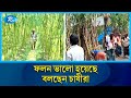 চলতি মৌসুমে টাঙ্গাইলে প্রায় সাড়ে ৬' শ কোটি টাকার আখ উৎপাদন হয়েছে | Rtv News