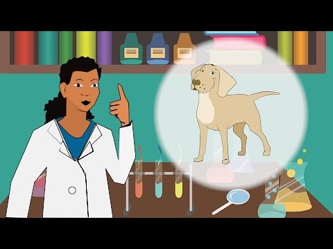 How old would your DOG be if it were a HUMAN?