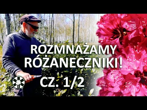 Wideo: Rozmnażanie Rododendronów, Chorób I Szkodników