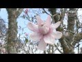 Auckland botanic gardens magnolia collection