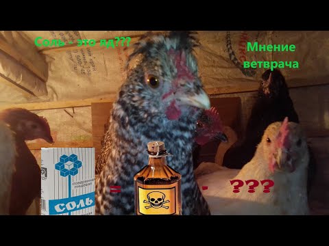 Соль для кур - это яд?  Мнение специалиста.  Птицеводство глазами ветврача.