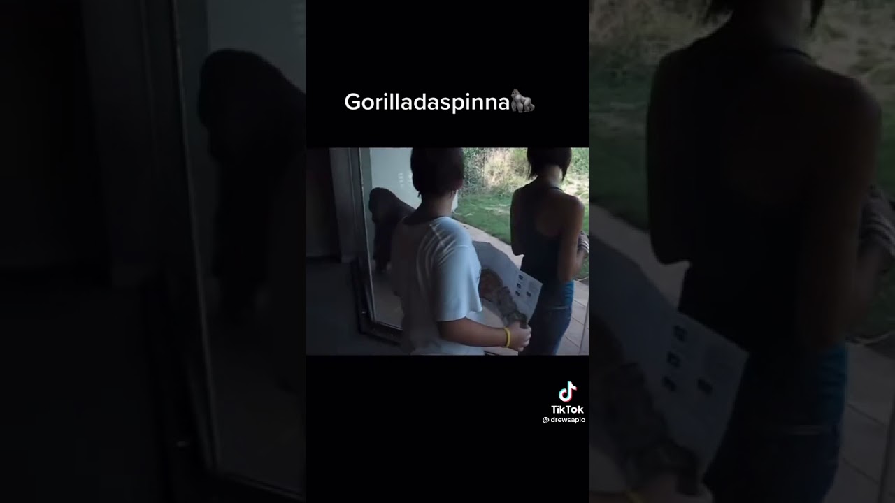 Gorilla da spinna YouTube